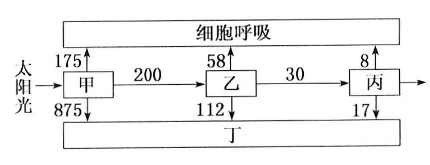 能量流动模式图图片