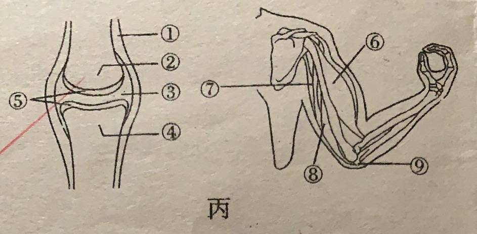 屈肘运动示意图图片